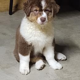 Boy 4-Red Collar - Red tri-color male Australian Shepherd puppy in North Jackson, Ohio from Shadowood Australian Shepherds