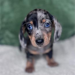 Maizie - Dapple female Dachshund puppy in Fayetteville, Arkansas from Natural State Dachshunds