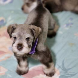 Ms. Violet - Liver female Miniature Schnauzer puppy in Pensacola, Florida from Reservoir Dogs