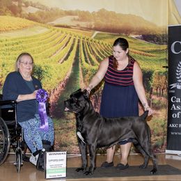 Cane Corso Puppies from Lionheart Cane Corso