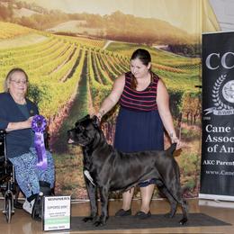 Cane Corso Puppies from Lionheart Cane Corso