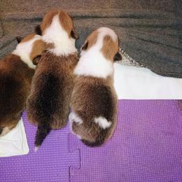 Impress - Sable female Pembroke Welsh Corgi puppy in Ellensburg, Washington from Faery Mount Farm