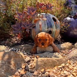 Cleo - Ruby female Cavalier King Charles Spaniel puppy in California from Tinkerpups