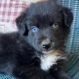 Batman - Black & white male Australian Shepherd puppy in Mocksville, North Carolina from Ewes2farm