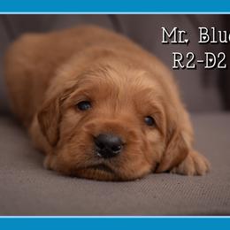R2D2 - Dark golden male Golden Retriever puppy in Driggs, Idaho from SK Golden Retrievers