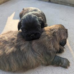 Shih Tzu Puppies from Shih Tzu puppy