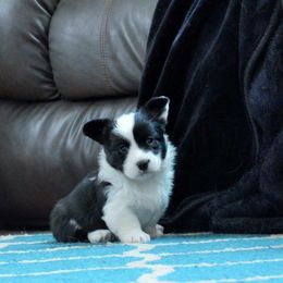 Cardigan Welsh Corgi Puppies from Grandiose Cardigan Welsh Corgis