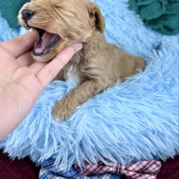 Apricot abstract male - Yellow and white male Bernedoodle puppy in Crete, Illinois from Plum Valley Pups