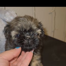 Rachel - Gold female Shih Tzu puppy in Madera Acres, California from California Shih Tzu’s