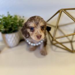 Jemma - Dapple female Dachshund puppy in Fort Gibson, Oklahoma from Cooper’s Dachshunds