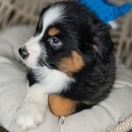 Tommy - Black tri male Miniature Australian Shepherd puppy in Lincoln, California from Elegant Aussies