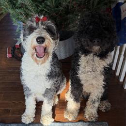 Sheepadoodle puppies from Marley’s Doodle Ranch