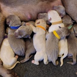 Dilute Retriever and Labrador Retriever Puppies from SmoKy Hills Labradors