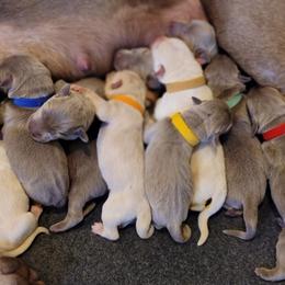 Dilute Retriever and Labrador Retriever Puppies from SmoKy Hills Labradors