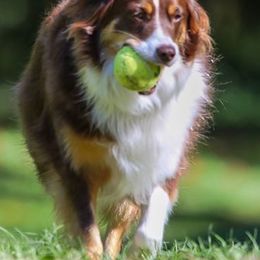 Miniature Australian Shepherd All Grown Up from Tincture of Thyme