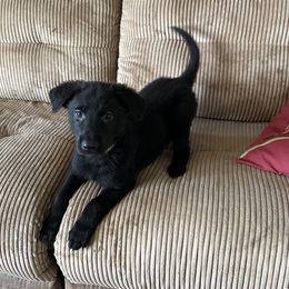 German Shepherd Puppies from Devon Rugerio's German Shepherds