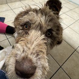 Bordoodle and Labradoodle Puppies from Howdy Doodles