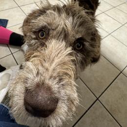 Bordoodle and Labradoodle Puppies from Howdy Doodles