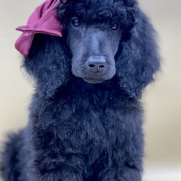 Bernedoodle, Goldendoodle, and Poodle Puppies from Central Valley Canine Companions