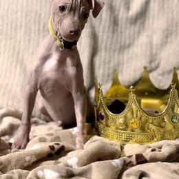 Sly - Gold boy - American Hairless Terrier puppy from Royal Flush Kennels