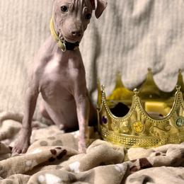 Sly - Gold boy - American Hairless Terrier puppy from Royal Flush Kennels