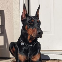 Ildi - Doberman Pinscher