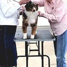 CH MorningStars Can't Fight Dancin In The Moonlight - Miniature American Shepherd