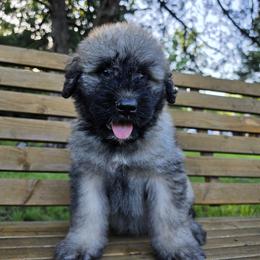 Paisley - Fawn female Bouvier des Flandres puppy in Marionville, Missouri from Sandbox Puppies