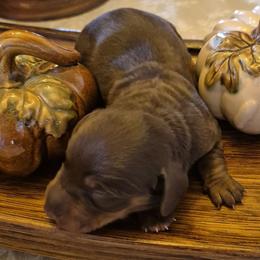 AKC Chocolate and tan On reserve until thriving. - Chocolate and tan male Dachshund puppy in Las Cruces, New Mexico from The Dachshund Den