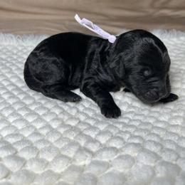 Celeste - Black female Goldendoodle puppy in Palmetto Bay, Florida from SOMIDOODLES