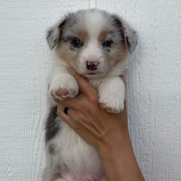 Boy 2 - Blue merle and white American Corgi puppy in Las Cruces, New Mexico from Fay River Farm Corgis