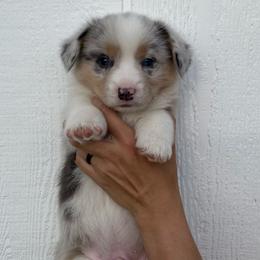 Boy 2 - Blue merle and white American Corgi puppy in Las Cruces, New Mexico from Fay River Farm Corgis