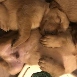 Labrador Retrievers from Ironcreek Labs LLC