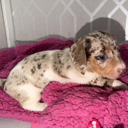 Toffee - Dapple female Dachshund puppy in Bakersfield, California from Dreaming of Dachshunds