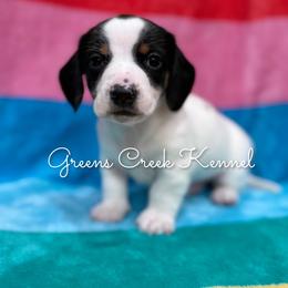 Cotton - Piebald male Dachshund puppy in Jena, Louisiana from Greens Creek Kennel