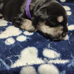 Bellatrix Guardian Or Companion Home - Black and silver female Miniature Schnauzer puppy in Atascadero, California from Zion Miniature Schnauzers