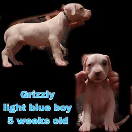 Boy 1 -light blue boy - White male Dogo Argentino puppy in Blythe, California from Dogos del Gran Reino