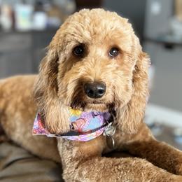 Piper - Goldendoodle