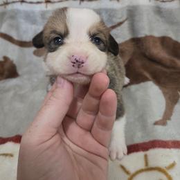 Luke - Red male Pembroke Welsh Corgi puppy in Chariton, Iowa from Kickin It Acres BCs