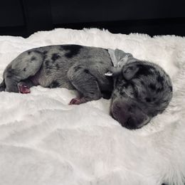 Boy 4 - Merle Great Dane puppy in Dundee, Michigan from Weslow AKC Danes