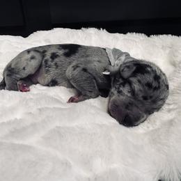 Boy 4 - Merle Great Dane puppy in Dundee, Michigan from Weslow AKC Danes