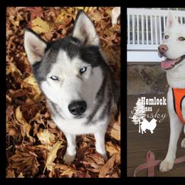 Pomsky and Siberian Husky All Grown Up from Hemlock Pines Pomsky