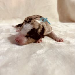 Red Tri Boy 2 - Blue Ribbon - Red merle male Australian Shepherd puppy in Dundee, Ohio from Aussies Of Circle H