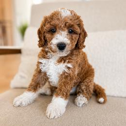Phoenix - Red  male Goldendoodle puppy in Gilbert, Arizona from Doodle Bliss