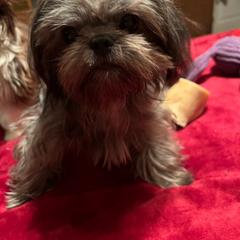 Misty - Shih Tzu