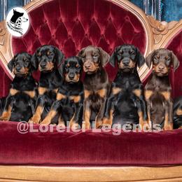 Doberman Pinscher puppies from Lorelei Legends