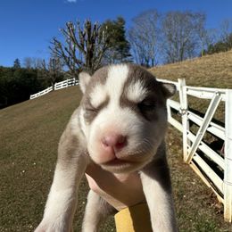 Cam - Red and white male Siberian Husky puppy in Burnsville, North Carolina from Peterson Puppies