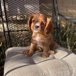 Sunflower Yellow - Ruby female Cavalier King Charles Spaniel puppy in Phoenix, Arizona from Larisa's Cavaliers