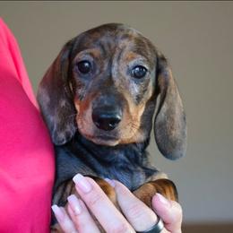Snickers - Dapple male Dachshund puppy in Prunedale, California from Tiny Teckels Miniature Dachshunds