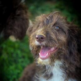 Female 1-reduced price - Red tri-color female Aussiedoodle puppy in Mouth Of Wilson, Virginia from Holly Ridge Aussies, Aussiedoodles & Corgis